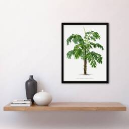 Artery8 Martinezia Lindeniana Palm Tree Kerchove Framed Wall Art Print in White - Size: A4 - thumbnail 4