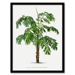 Artery8 Martinezia Lindeniana Palm Tree Kerchove Framed Wall Art Print in White - Size: A4 - thumbnail 1
