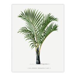 Artery8 Oswald de Kerchove Framed Wall Art Hyophorbe Verschaffelti Palm Tree in White - Size: A4 - thumbnail 3