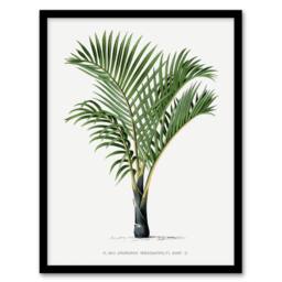 Artery8 Oswald de Kerchove Framed Wall Art Hyophorbe Verschaffelti Palm Tree in White - Size: A4 - thumbnail 1