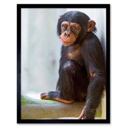 "Artery8 Monkey Baby Chimp Chimpanzee Home Decor 12x16"" Framed Wall Art in Brown - Size: W12"" x H16""" - thumbnail 1
