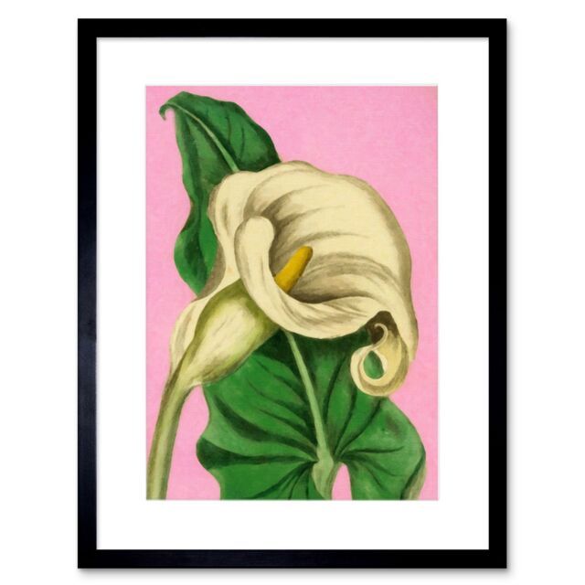 "Artery8 Wall Art Print Calla Lily Painting Art Framed 9x7 inch in Black - Size: W7"" x H9""" - image 1