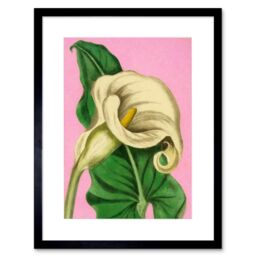 "Artery8 Wall Art Print Calla Lily Painting Art Framed 9x7 inch in Black - Size: W7"" x H9""" - thumbnail 1