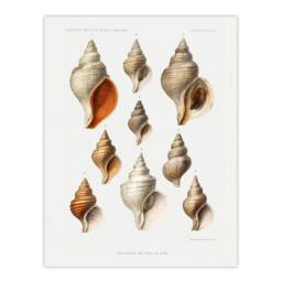 "Artery8 Northern Sea Molluscs Species Albert I Wall Art Poster Print in White - Size: W12"" x H16""" - thumbnail 1