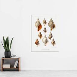 "Artery8 Northern Sea Molluscs Species Albert I Wall Art Poster Print in White - Size: W12"" x H16""" - thumbnail 4