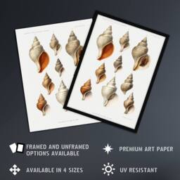 "Artery8 Northern Sea Molluscs Species Albert I Wall Art Poster Print in White - Size: W12"" x H16""" - thumbnail 2
