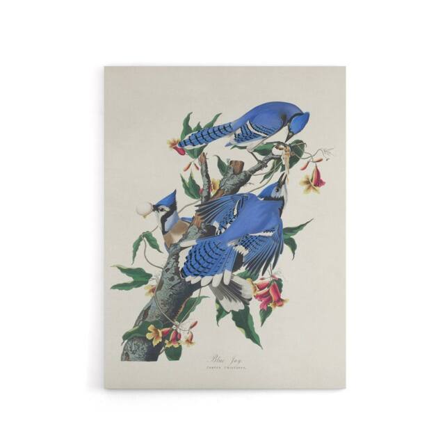 "Artery8 Blue Jay & Trumpet Flowers Audubon Nature Canvas Wall Art in White - Size: W18"" x H24""" - image 1