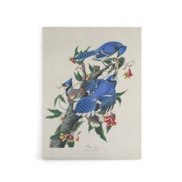 "Artery8 Blue Jay & Trumpet Flowers Audubon Nature Canvas Wall Art in White - Size: W18"" x H24""" - thumbnail 1