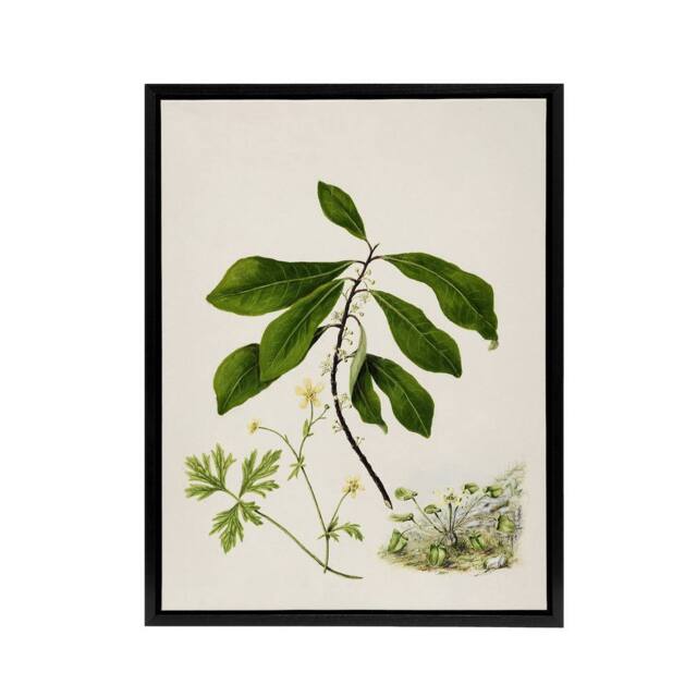 "Artery8 Caltha New Zealand Marsh Marigold Plant Featon Framed Canvas Wall Art - Size: W12"" x H16""" - image 1