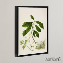 "Artery8 Caltha New Zealand Marsh Marigold Plant Featon Framed Canvas Wall Art - Size: W12"" x H16""" - thumbnail 2