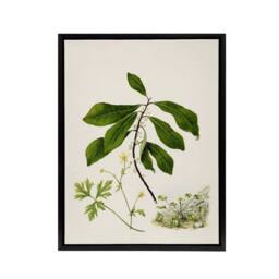 "Artery8 Caltha New Zealand Marsh Marigold Plant Featon Framed Canvas Wall Art - Size: W12"" x H16""" - thumbnail 1