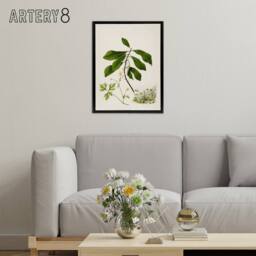 "Artery8 Caltha New Zealand Marsh Marigold Plant Featon Framed Canvas Wall Art - Size: W12"" x H16""" - thumbnail 3