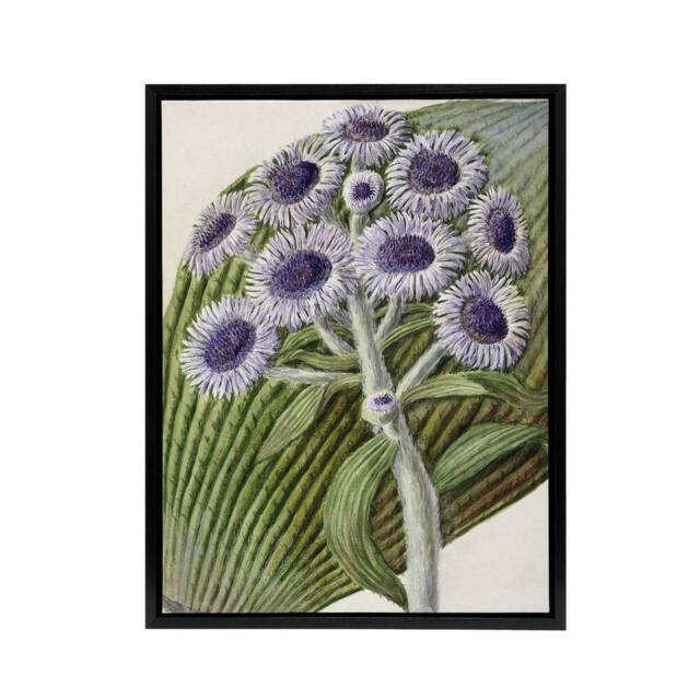 "Artery8 New Zealand Antarctic Daisy Flowers Featon Framed Canvas Wall Art in Beige - Size: W12"" x H16""" - image 1