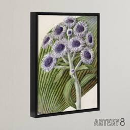 "Artery8 New Zealand Antarctic Daisy Flowers Featon Framed Canvas Wall Art in Beige - Size: W12"" x H16""" - thumbnail 2