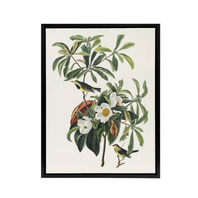 "Artery8 Bachman's Warbler & Franklinia Tree Audubon Framed Canvas Wall Art in White - Size: W12"" x H16""" - image 1