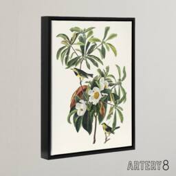 "Artery8 Bachman's Warbler & Franklinia Tree Audubon Framed Canvas Wall Art in White - Size: W12"" x H16""" - thumbnail 2