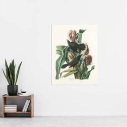 "Artery8 Purple Grackle Crow Blackbird Audubon Nature Wall Art Print Poster in White - Size: W18"" x H24""" - thumbnail 4