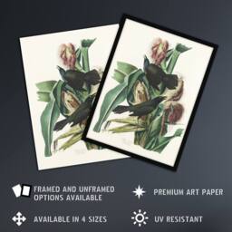 "Artery8 Purple Grackle Crow Blackbird Audubon Nature Wall Art Print Poster in White - Size: W18"" x H24""" - thumbnail 2