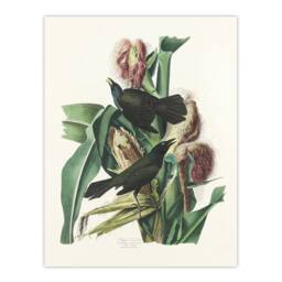 "Artery8 Purple Grackle Crow Blackbird Audubon Nature Wall Art Print Poster in White - Size: W18"" x H24""" - thumbnail 1