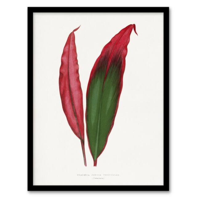 "Artery8 AF Lydon Benjamin Fawcett Cordyline Fruticosa Leaf Framed Art Print in White - Size: W12"" x H16""" - image 1