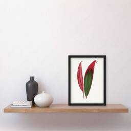 "Artery8 AF Lydon Benjamin Fawcett Cordyline Fruticosa Leaf Framed Art Print in White - Size: W12"" x H16""" - thumbnail 4