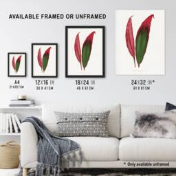"Artery8 AF Lydon Benjamin Fawcett Cordyline Fruticosa Leaf Framed Art Print in White - Size: W12"" x H16""" - thumbnail 3