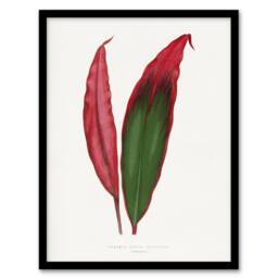 "Artery8 AF Lydon Benjamin Fawcett Cordyline Fruticosa Leaf Framed Art Print in White - Size: W12"" x H16""" - thumbnail 1