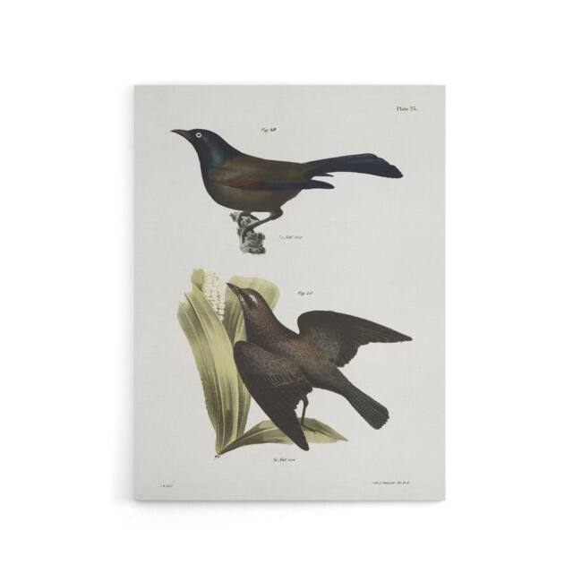 "Artery8 James Ellsworth De Kay Crow Blackbirds Illustration Canvas Art Print in White - Size: W12"" x H16""" - image 1