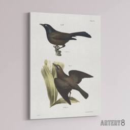 "Artery8 James Ellsworth De Kay Crow Blackbirds Illustration Canvas Art Print in White - Size: W12"" x H16""" - thumbnail 2