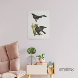 "Artery8 James Ellsworth De Kay Crow Blackbirds Illustration Canvas Art Print in White - Size: W12"" x H16""" - thumbnail 3