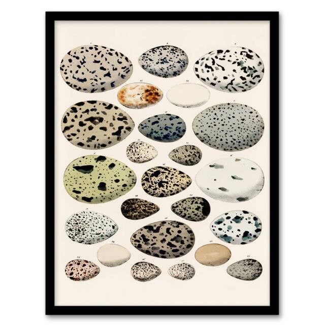Artery8 Lorenz Oken Framed Wall Art Print Different Species Bird Eggs in Beige - Size: A4 - image 1