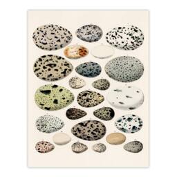 Artery8 Lorenz Oken Framed Wall Art Print Different Species Bird Eggs in Beige - Size: A4 - thumbnail 3