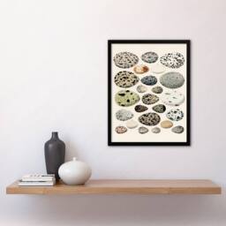 Artery8 Lorenz Oken Framed Wall Art Print Different Species Bird Eggs in Beige - Size: A4 - thumbnail 2