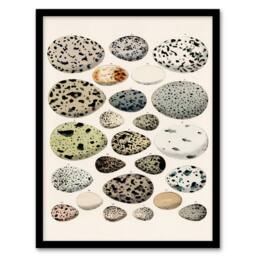 Artery8 Lorenz Oken Framed Wall Art Print Different Species Bird Eggs in Beige - Size: A4 - thumbnail 1