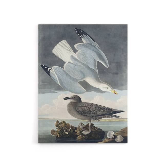 "Artery8 Birds of America Herring Gull Audubon Nature Canvas Wall Art in Grey - Size: W18"" x H24""" - image 1