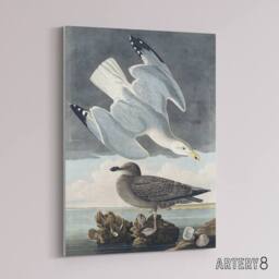 "Artery8 Birds of America Herring Gull Audubon Nature Canvas Wall Art in Grey - Size: W18"" x H24""" - thumbnail 2