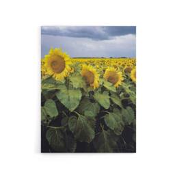 "Artery8 A Kansas sunflower field up close Highsmith Canvas Wall Art Print - Size: W18"" x H24""" - thumbnail 1