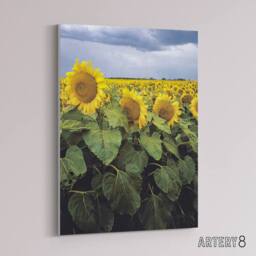 "Artery8 A Kansas sunflower field up close Highsmith Canvas Wall Art Print - Size: W18"" x H24""" - thumbnail 2