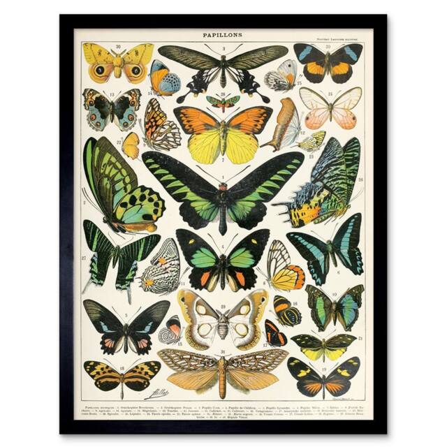 "Wee Blue Coo Millot Encyclopedia Page Moths Butterflies 12x16"" Framed Art Print - Size: W12"" x H16""" - image 1
