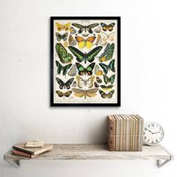 "Wee Blue Coo Millot Encyclopedia Page Moths Butterflies 12x16"" Framed Art Print - Size: W12"" x H16""" - thumbnail 2