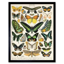 "Wee Blue Coo Millot Encyclopedia Page Moths Butterflies 12x16"" Framed Art Print - Size: W12"" x H16""" - thumbnail 1