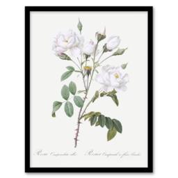 "Artery8 White Rose Floral Illustration Redoute Vintage Framed Wall Art Print - Size: W12"" x H16""" - thumbnail 1