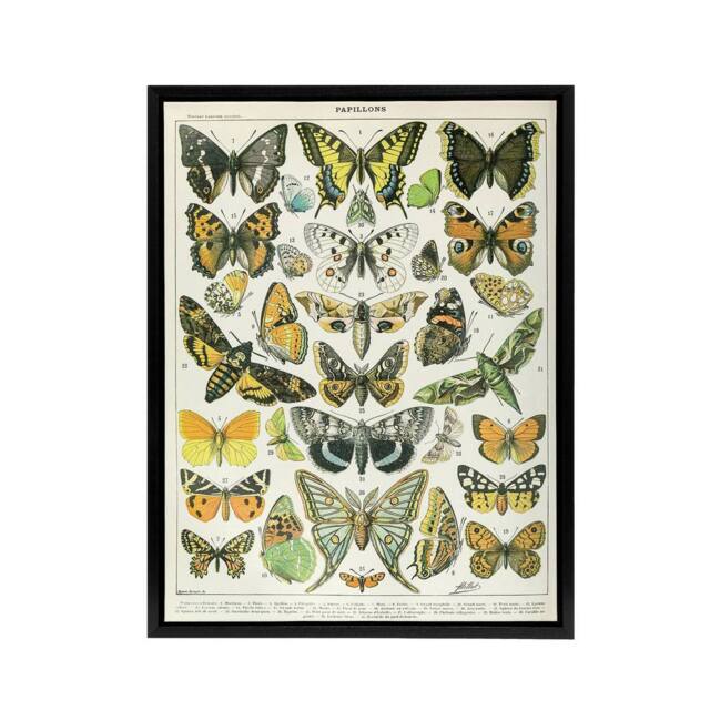 "Artery8 Millot Encyclopedia Page Butterflies Moths Framed Canvas Wall Art Print - Size: W12"" x H16""" - image 1