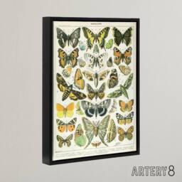 "Artery8 Millot Encyclopedia Page Butterflies Moths Framed Canvas Wall Art Print - Size: W12"" x H16""" - thumbnail 2