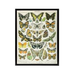 "Artery8 Millot Encyclopedia Page Butterflies Moths Framed Canvas Wall Art Print - Size: W12"" x H16""" - thumbnail 1