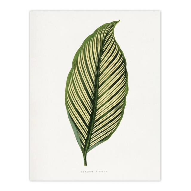 "Artery8 AF Lydon Benjamin Fawcett Maranta Vittata Leaf Wall Art Print in White - Size: W12"" x H16""" - image 1