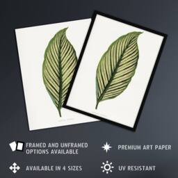 "Artery8 AF Lydon Benjamin Fawcett Maranta Vittata Leaf Wall Art Print in White - Size: W12"" x H16""" - thumbnail 2