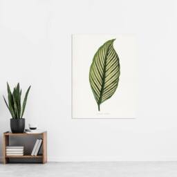 "Artery8 AF Lydon Benjamin Fawcett Maranta Vittata Leaf Wall Art Print in White - Size: W12"" x H16""" - thumbnail 4
