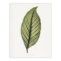 "Artery8 AF Lydon Benjamin Fawcett Maranta Vittata Leaf Wall Art Print in White - Size: W12"" x H16""" - thumbnail 1