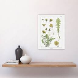 "Artery8 Dandelion Flower Plant Vintage Floral Wall Art Print Verneuil in White - Size: W12"" x H16""" - thumbnail 4